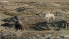 PBS.Nature.Arctic.Wolf.Pack.720p.HDTV