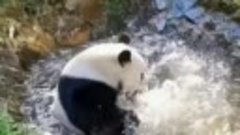 Панда купается