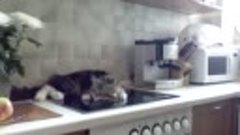 говорящий кот - Никифор - кот на плите