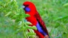 *Топ-10 самых красочных птиц. Часть-1  Потрясающе Красивые П...