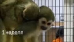 В Белгородском зоопарке потомство принесли обезьянки саймири