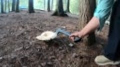 Резать или рвать грибы c корнями! Сбор грибов
