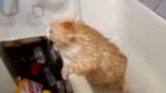 Очень толстый кот не может вылезти из ванной )