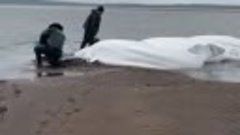 Жители Камчатки спасли выброшенных на берег белух
