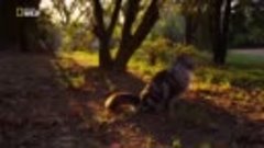 Bir Kedinin Ruhu Belgeseli - Türkçe Dublaj(720P_HD)