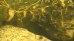 Подводные сьемки на реке Тушама