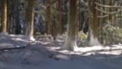 Winter Forest II - 4K Cinematic Nature Film