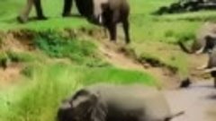 Слоны на переправе
