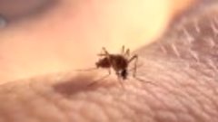 Комар: Маленький кровопийца. | Интересные факты про комаров.