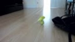 Попугай катается на мячике