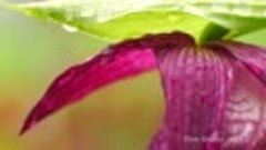 Венерин башмачок крупноцветковый. Large-flowered cypripedium