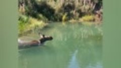 Лосиха в нацпарке Зюраткуль радостно купается в водоеме