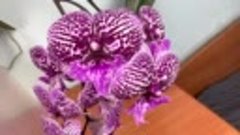 новые орхидеи : обзор ЗАВОРАЖИВАЮЩИХ орхидей биг липов
