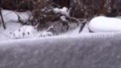Ялуторовские снежинки 31.12.2014