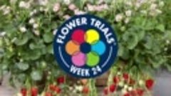 TEASER FlowerTrials 2018 - ABZ