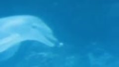 Дельфин играет с кольцами воздуха.mp4