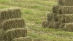 Астраханские аграрии заготовят 840 000 тонн сена