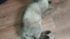 Голубоглазый кот Кофей породы Священная Бирма.mp4