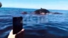 Погибший кит шокирует отдыхающих (Углегорский район, о. Саха...
