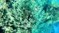 Подводный мир «Жизнь океана» 3 серия