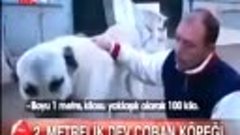 Turkish Dog Kangal 100kg &amp; 2 meter - World&#39;s Bigget Dog !!! ...