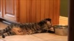 Ленивый кот пьёт воду лёжа. (YouTube)