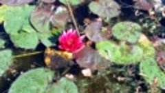 Кувшинка — царица прудов  -   Water lilies . Nympheua
