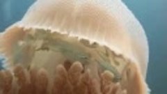 Заботливая медуза
