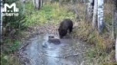 Рейв медведей в Салаирском нацпарке