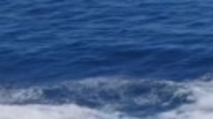 Редкие кадры 40-тонного кита, выпрыгивающего из воды!