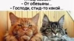 Котики 