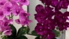 Орхидеи из двух веточек в наличии . Высота 60см-75см.Веточки...
