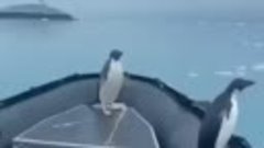 Пингвин на лодке