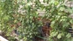 Видео выращивание винограда 2014 г