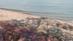 Осенний пляж с гранатовым песком. Байкал.
