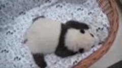 🐼 Посмотрите на подросшего малыша панды из Московского зооп...