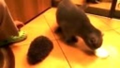 Как кот может использовать ежика