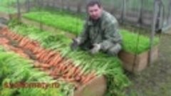 Как вырастить урожайную морковь на высоких грядках
