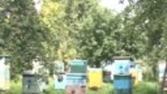 В Юрьев-Польском районе зафиксировали массовую гибель пчёл 