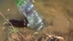 Рыбалка без удочки на бутылку Plastic bottle fishing