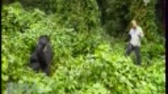 Горные гориллы.