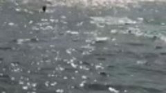 Завораживающее зрелище-
Дельфины подплыли к пляжу рожать дет...
