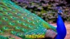 Названия птиц на русском языке. Птицы. Learn birds&#39; names in...