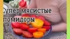 Ароматные, вкусные, сочные и мясистые томаты