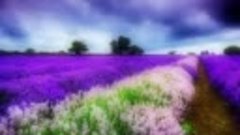 Lavender Hills