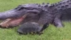 Крокодил ест черепаху 🐢🐊