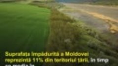 Republica Moldova înregistrează un coeficient de împădurire ...