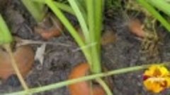 Морковь можно вырастить без прореживания, показываю что из э...