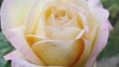 роза меняющая цвет во время цветения Глория дей. 