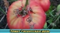 Томаты ГИГАНТЫ Самые лучшие крупноплодные сорта помидор ОПИС...